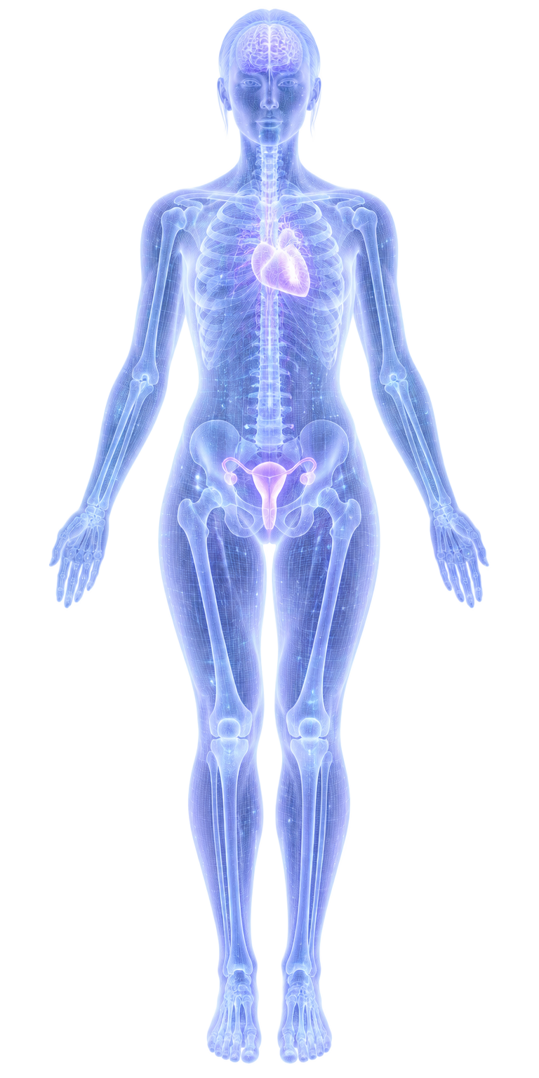 Holographic illustration of a woman's body showing the brain, heart, bones and uterus